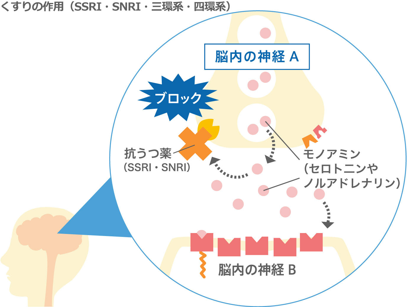 くすりの作用（SSRI）