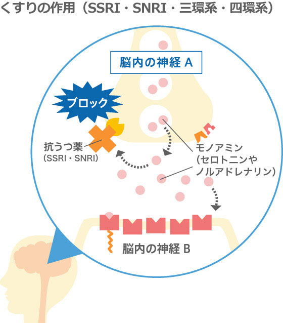 くすりの作用（SSRI）